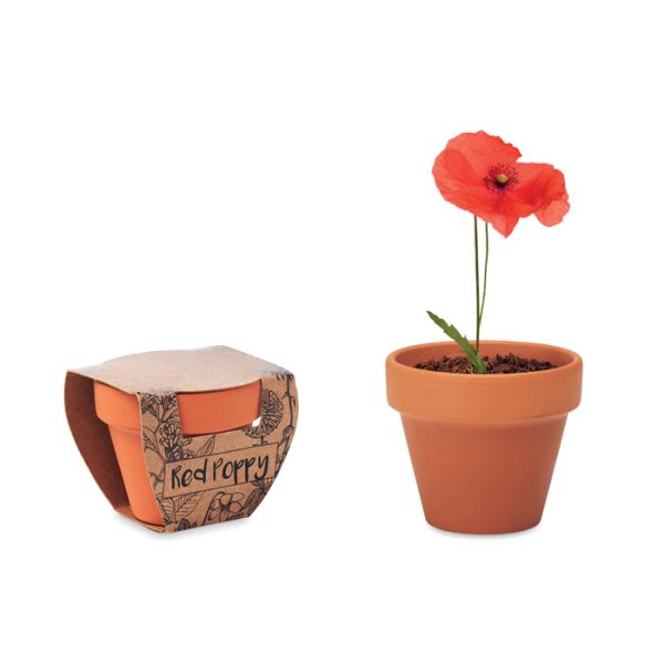 Promotional Terracota Pot Poppy